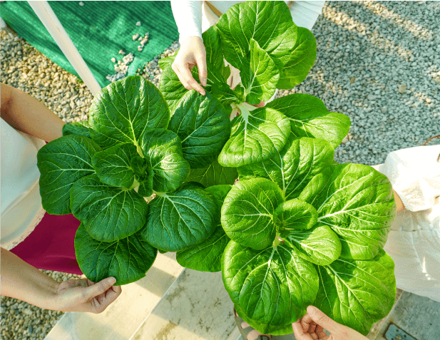 Happy N Green Club