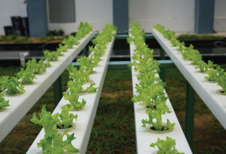 HNG Capital Sponsors Aquaponic System for SMJK Heng Ee Cawangan Bayan Baru in CSR Drive